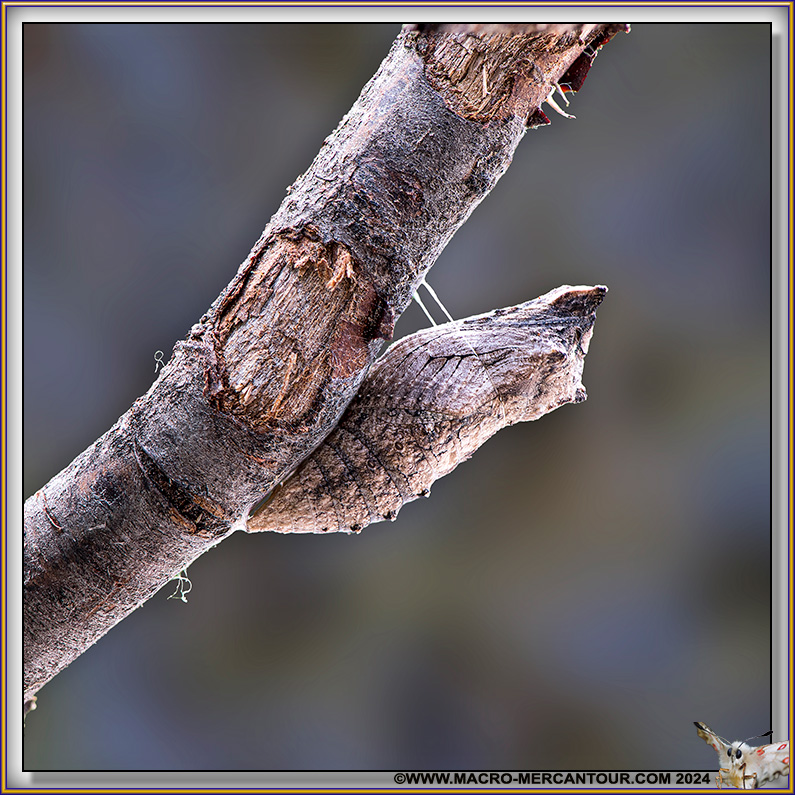 Chrysalide de Machaon